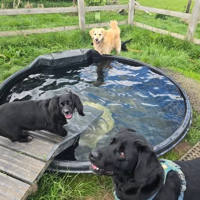 Three dogs paddling in a small pool on a grassy lawn