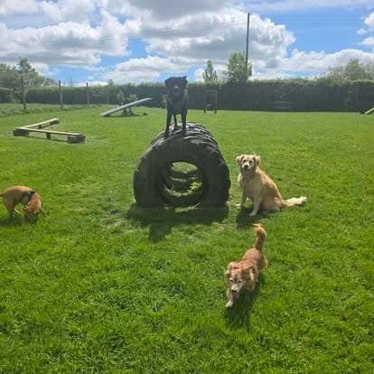 Three dogs playing around tyre agility obstacles in an enclosed field