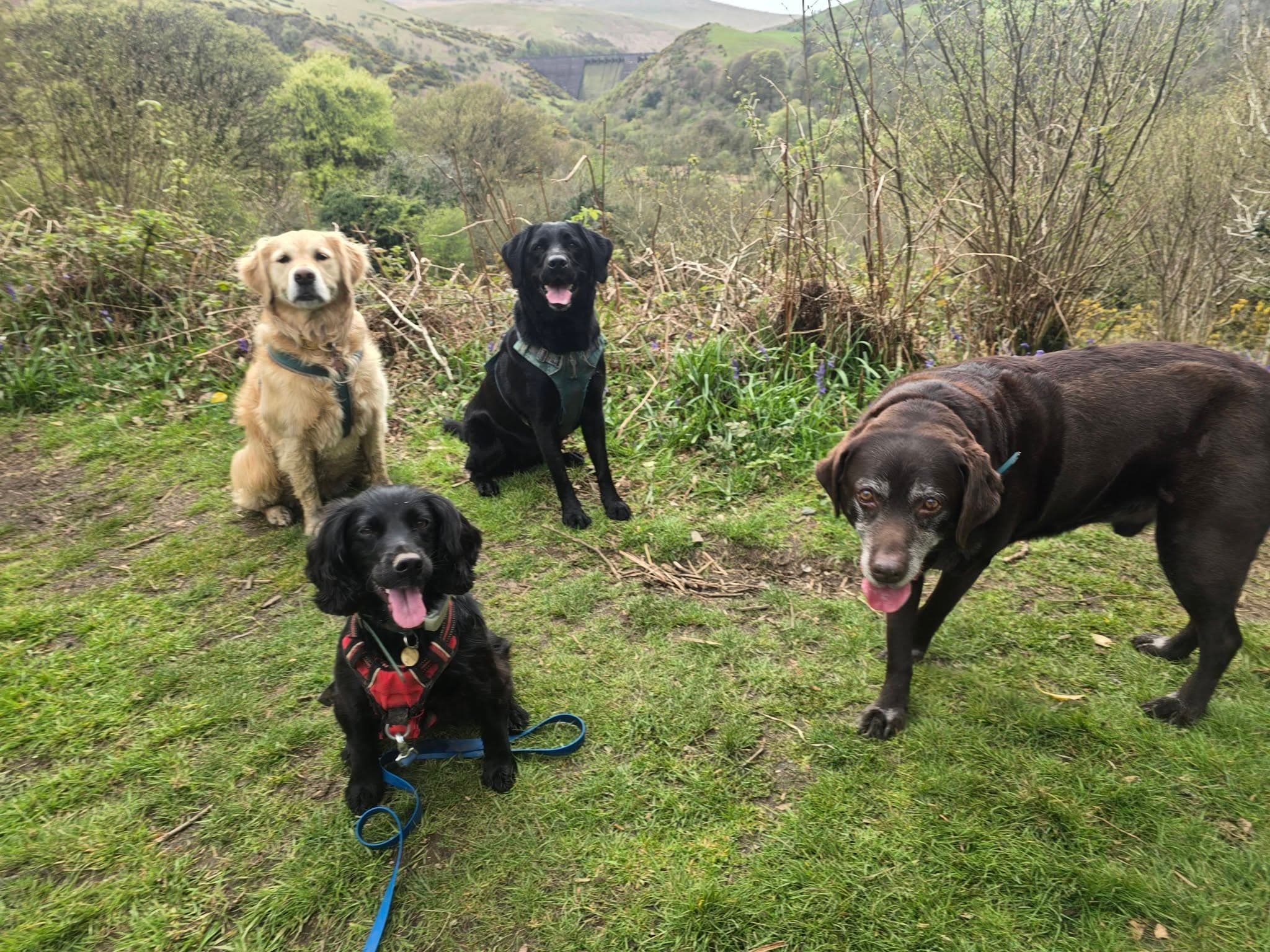 Pack of happy dogs on a Dartmoor walk