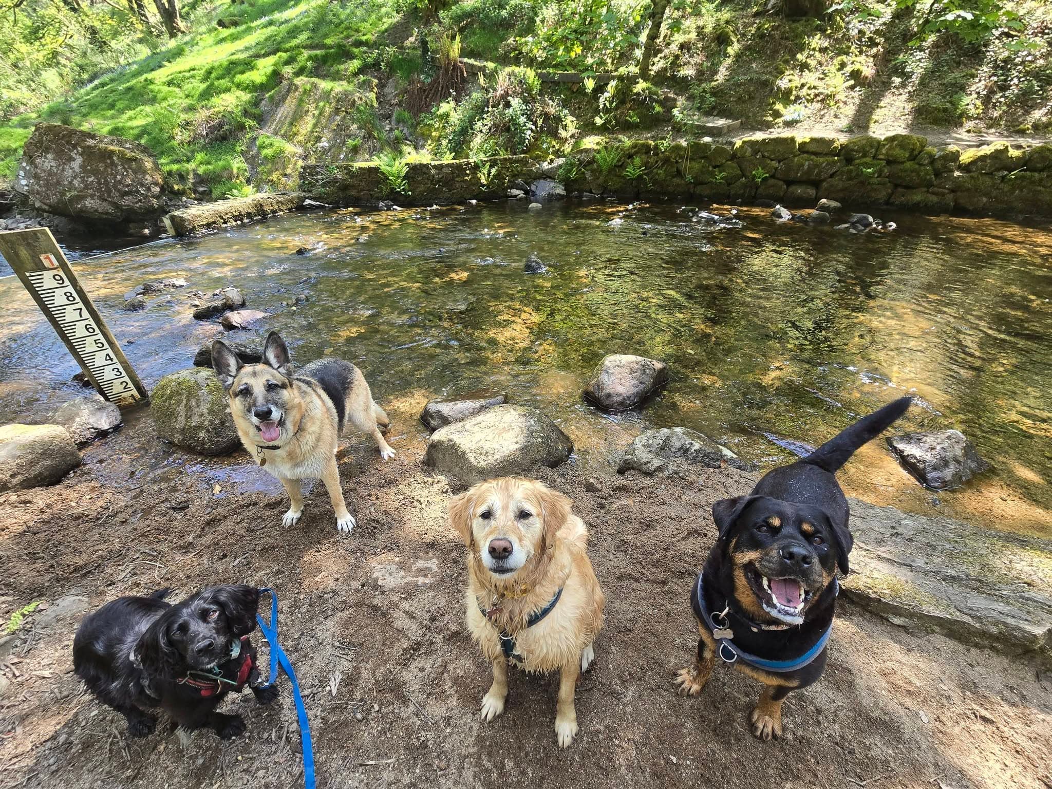 Four dogs at a river crossing on a Dartmoor walk