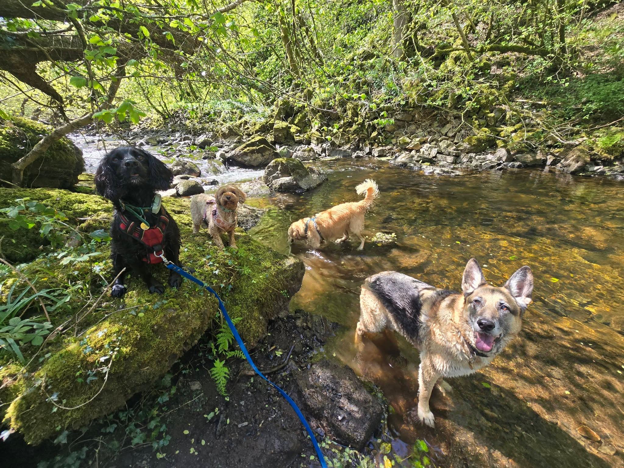 Group of dogs out on a walk