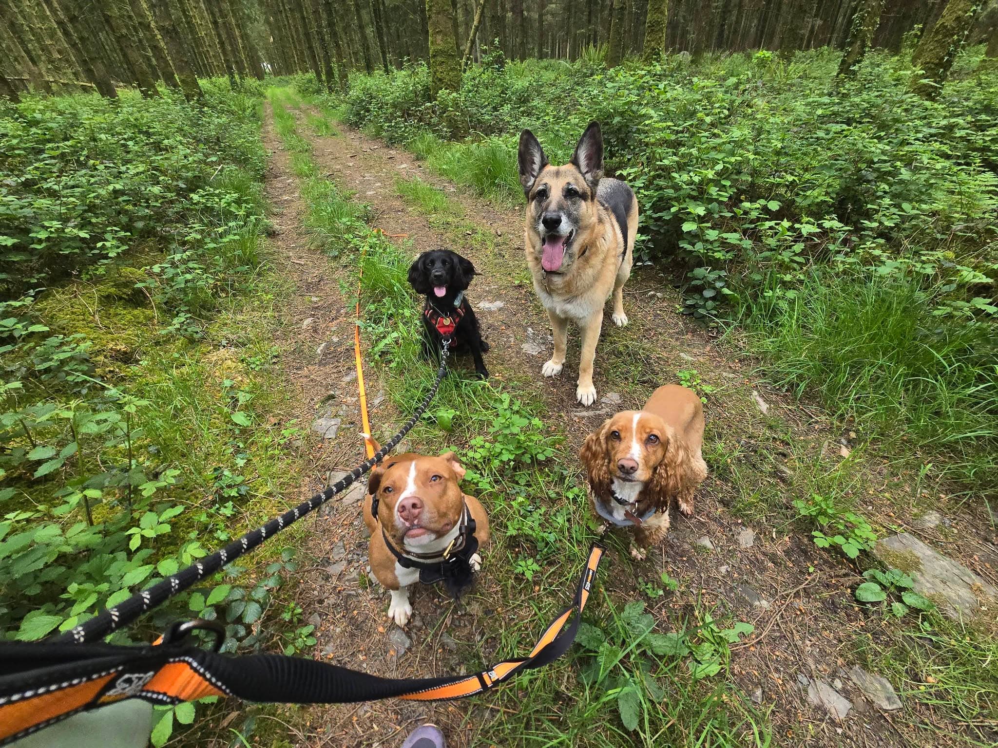 The pack out on the moors