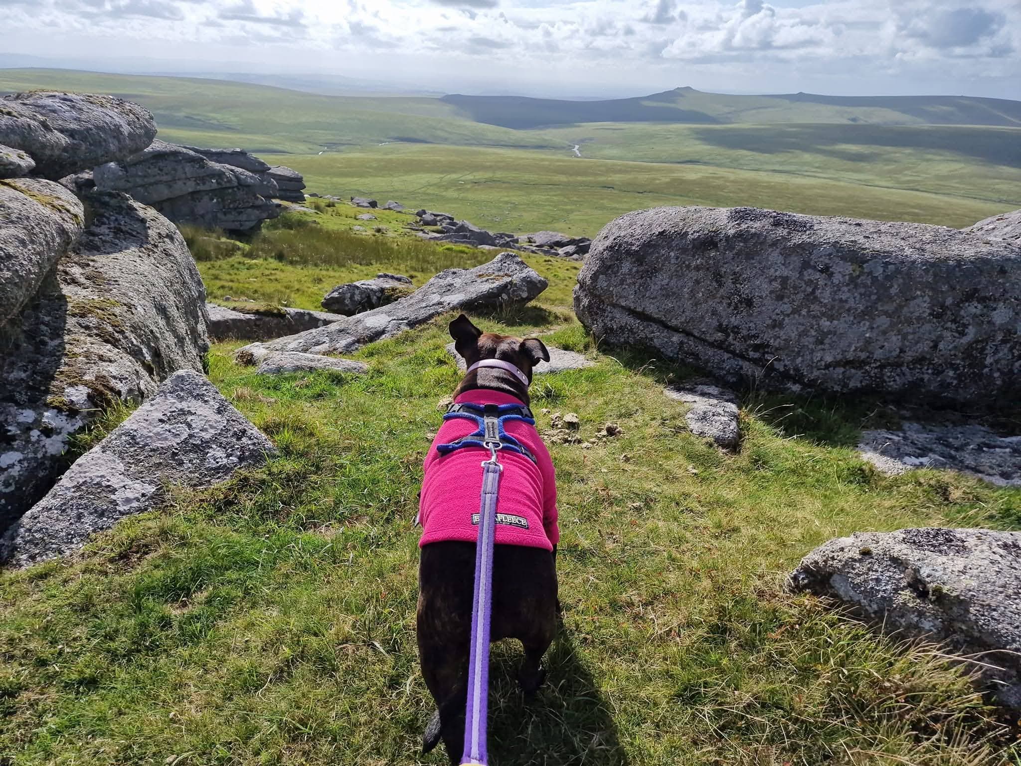 Dog on the moors enjoying the day